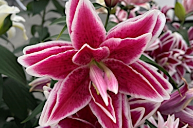 Roselily Kyra Variety Thumbnail.jpg